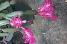 flor de maio jigsaw puzzle