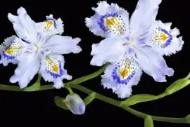 פאזל של flores