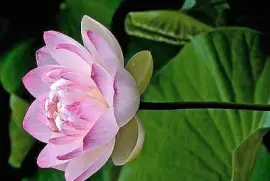 פאזל של flores