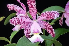 פאזל של flores