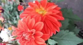 פאזל של flores