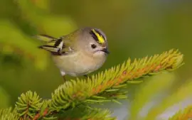 פאזל של Regolo capodorato