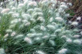 פאזל של GraminÃ¨es