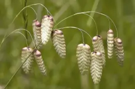 פאזל של GraminÃ¨es