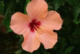 פאזל של Flores