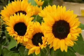 פאזל של Girasoles