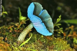 פאזל של natural