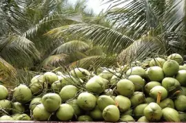 פאזל של natural