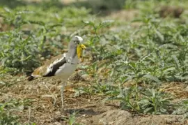 Pavoncella testabianca