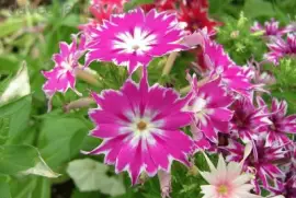 Phlox jigsaw puzzle