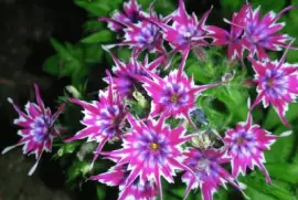 Phlox jigsaw puzzle