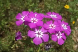 Phlox jigsaw puzzle