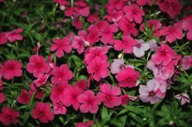 Phlox jigsaw puzzle