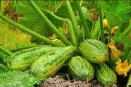 Imagem jigsaw puzzle