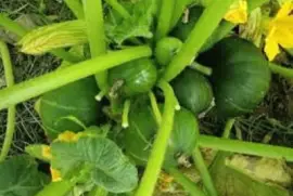 Imagem jigsaw puzzle