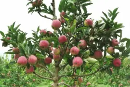 TaÃ­ jigsaw puzzle