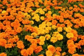 Oeillet d 'inde jigsaw puzzle