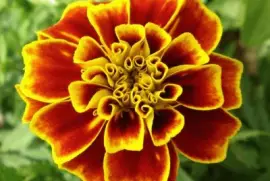 Oeillet d 'inde jigsaw puzzle