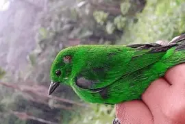 natural jigsaw puzzle