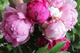 flores jigsaw puzzle