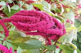 flores jigsaw puzzle