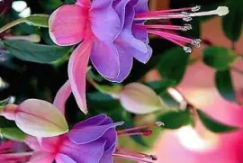 flores jigsaw puzzle