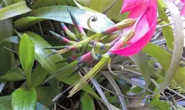 flores jigsaw puzzle