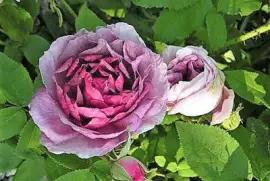 flores jigsaw puzzle