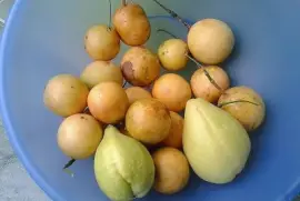 natural jigsaw puzzle