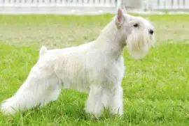 Schnauzer nano bianco jigsaw puzzle