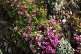 flores jigsaw puzzle