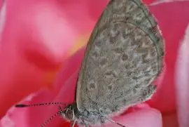 Zizina labradus jigsaw puzzle