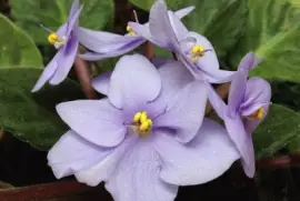 flores jigsaw puzzle