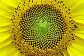 flores jigsaw puzzle