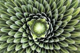 natural jigsaw puzzle