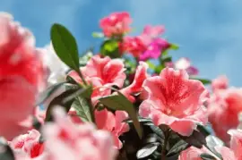 flores jigsaw puzzle