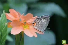 natural jigsaw puzzle