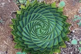 natural jigsaw puzzle