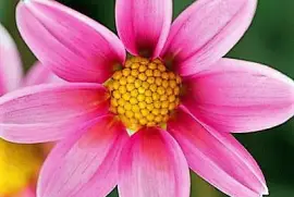 flores jigsaw puzzle