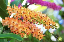 flores jigsaw puzzle