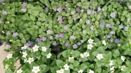 flores jigsaw puzzle