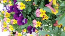 flores jigsaw puzzle