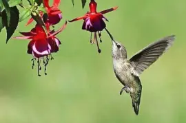 natural jigsaw puzzle