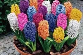 Hyacinth Colors jigsaw puzzle