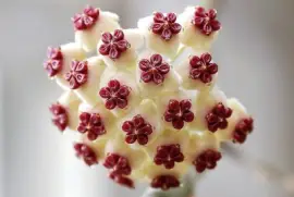 interessante jigsaw puzzle