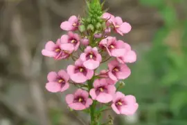 Diascia jigsaw puzzle