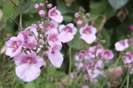 Diascia jigsaw puzzle