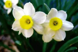 flores jigsaw puzzle