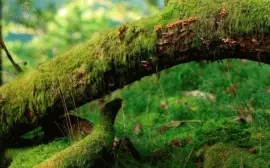 natural jigsaw puzzle