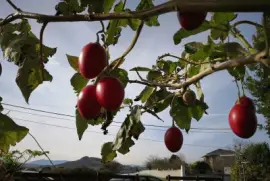 cosecha jigsaw puzzle